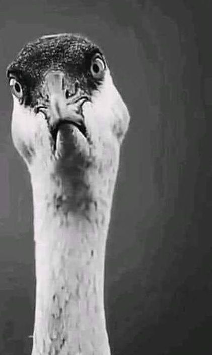 Yuliia (zamochek.lens) Lens social identity (.lens handle) PFP