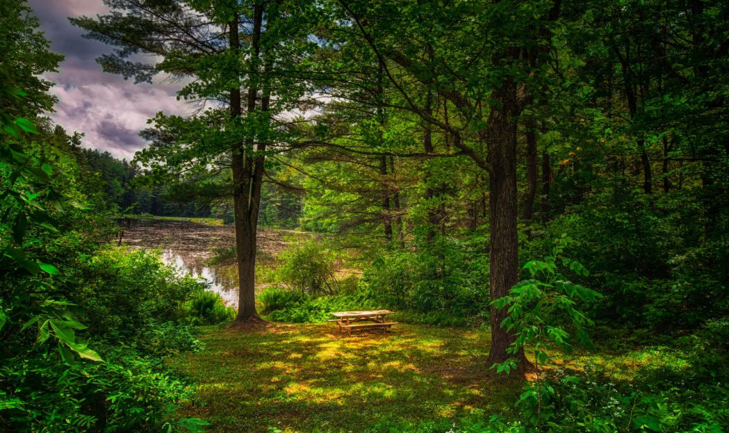 Fairy (forestfairy.lens) Lens social identity (.lens handle) PFP