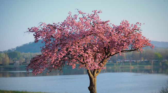 asya (asyabelen.lens) Lens social identity (.lens handle) PFP