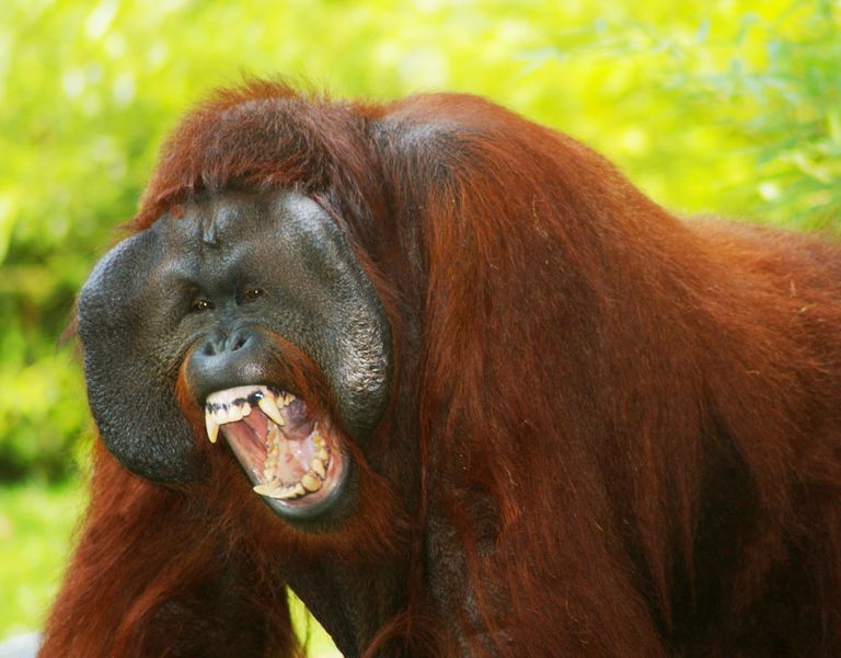 kera (afriansyah.lens) Lens social identity (.lens handle) PFP