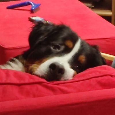 Ninzamies (ninzamies.lens) Lens social identity (.lens handle) PFP