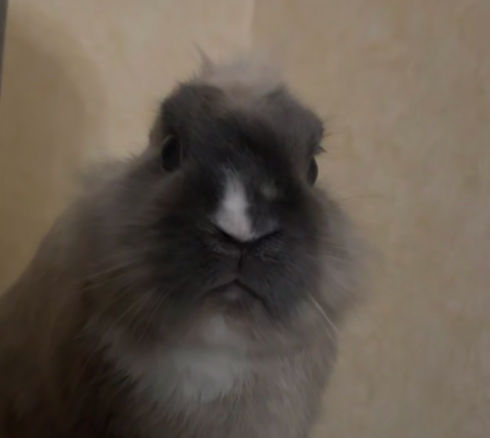 ILNR (ilnr123.lens) Lens social identity (.lens handle) PFP