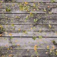 generalauthor (generalauthor.lens) Lens social identity (.lens handle) PFP