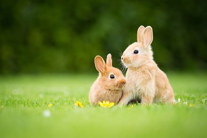 rabbits-grass-flowers-hd-wallpaper-preview.jpg