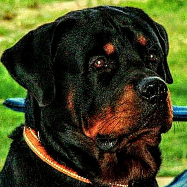 Ozky (ozk71.lens) Lens social identity (.lens handle) PFP