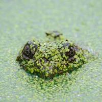 amongsign (amongsign.lens) Lens social identity (.lens handle) PFP