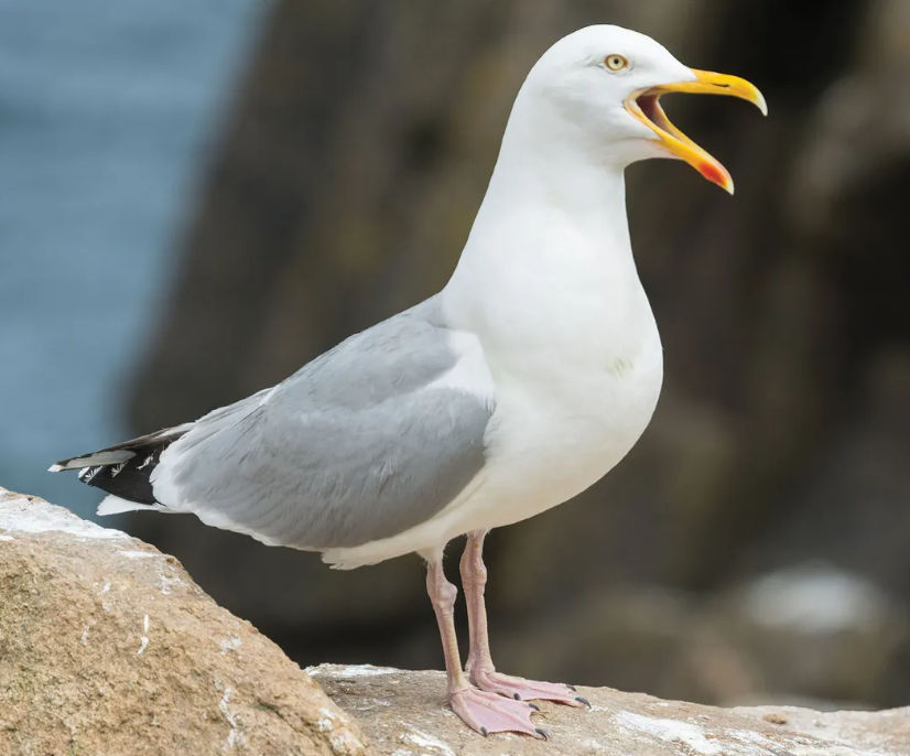 gullgullgull's Lens avatar