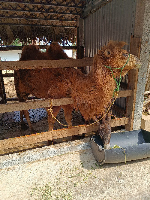 Chn (clyve.lens) Lens social identity (.lens handle) PFP