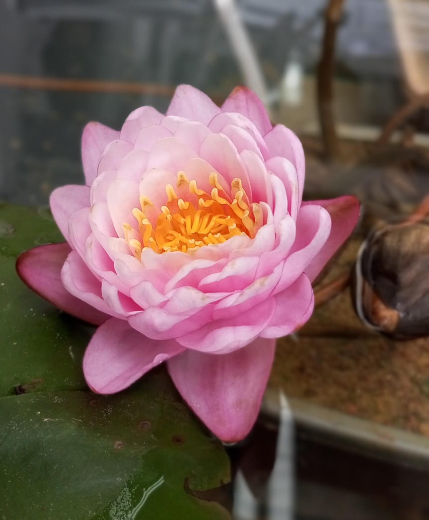 OriginalGaster (originalgaster.lens) Lens social identity (.lens handle) PFP