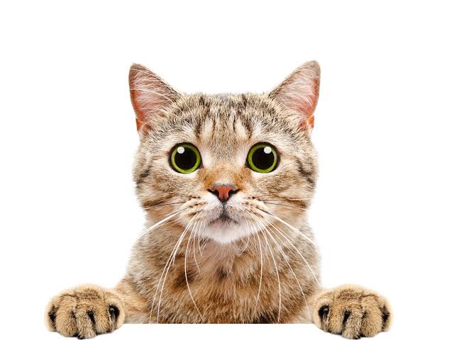 Wizisky (wizisky.lens) Lens social identity (.lens handle) PFP