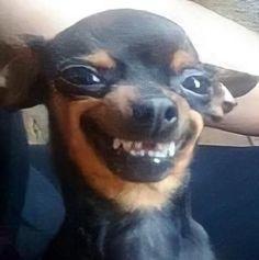 Ella Peterson (sugarwhiskers.lens) Lens social identity (.lens handle) PFP