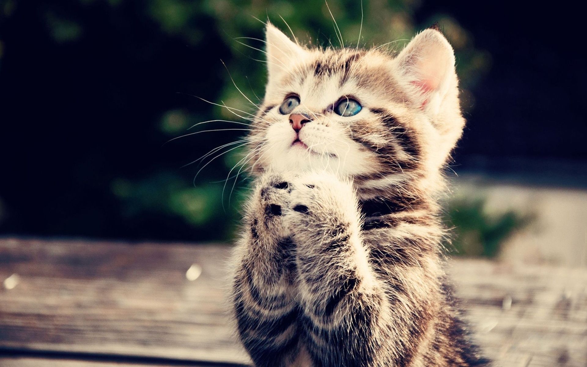 vika (vikavika.lens) Lens social identity (.lens handle) PFP