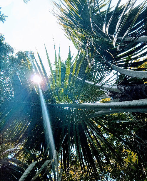 Bagus's Lens avatar