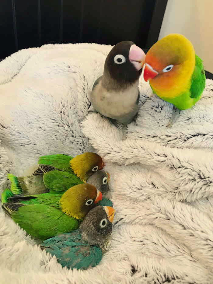 Cureness as a family 🦜🦜🍀☘️🌸