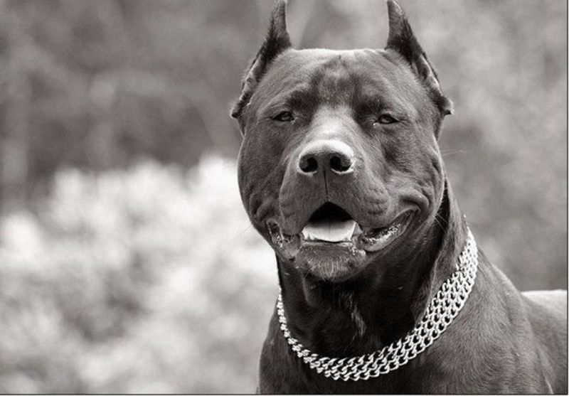 Mister Koenig (koenig.lens) Lens social identity (.lens handle) PFP