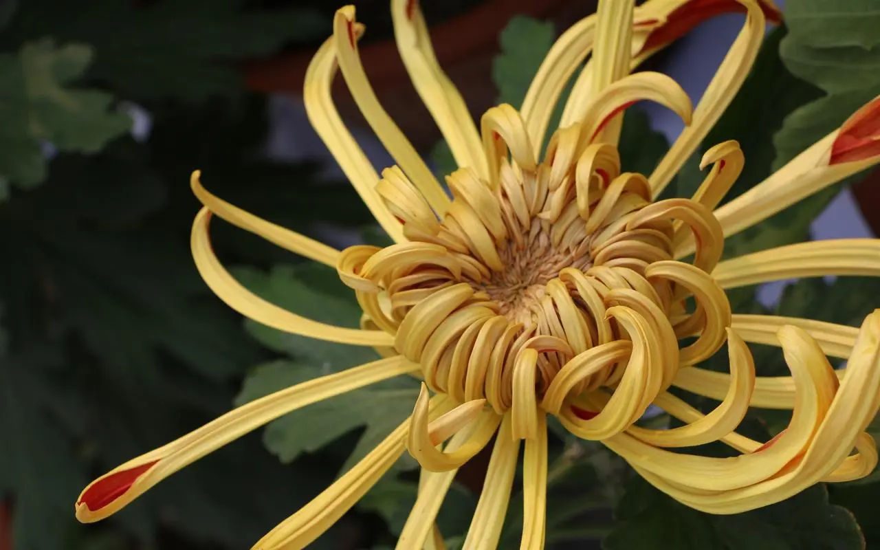 anzhong8127.linea.eth Linea Name Service (.linea.eth domains) based on ENS PFP