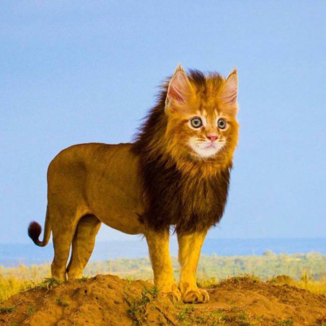 rybrikon.eth Ethereum Name Service (ENS and .eth domain) PFP