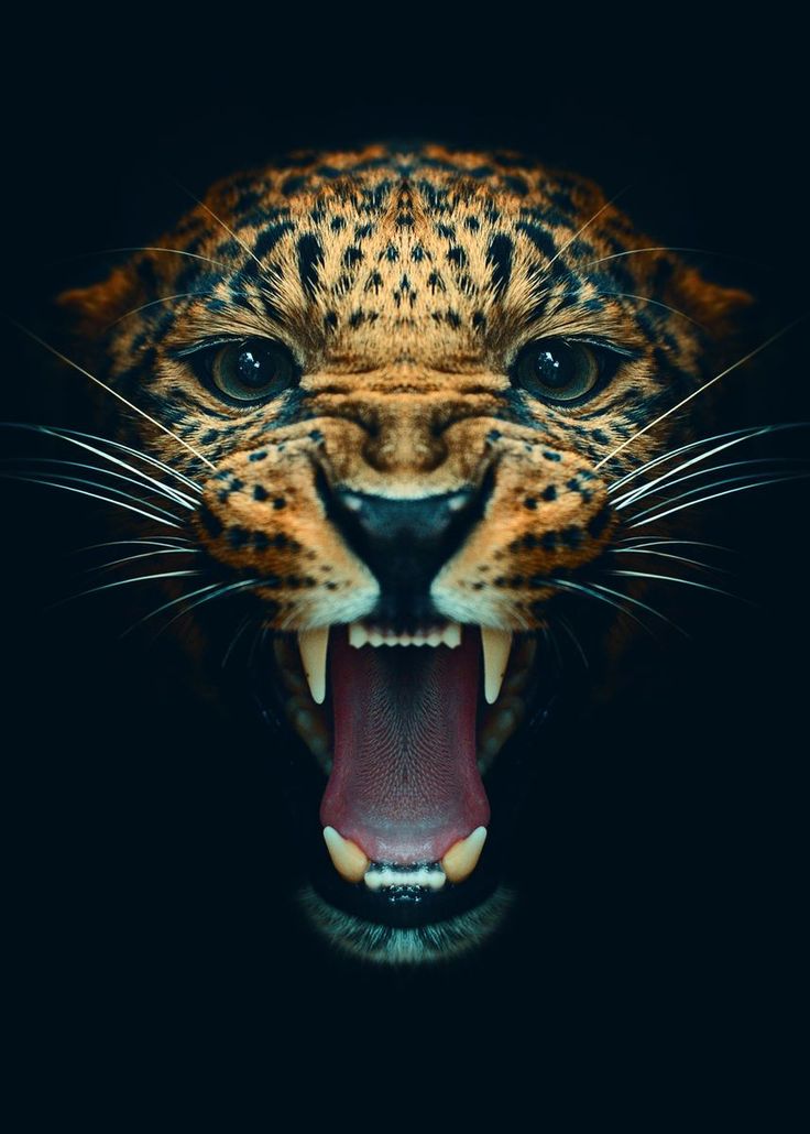 Matthias Aalderink (matthiasaa38067.lens) Lens social identity (.lens handle) PFP