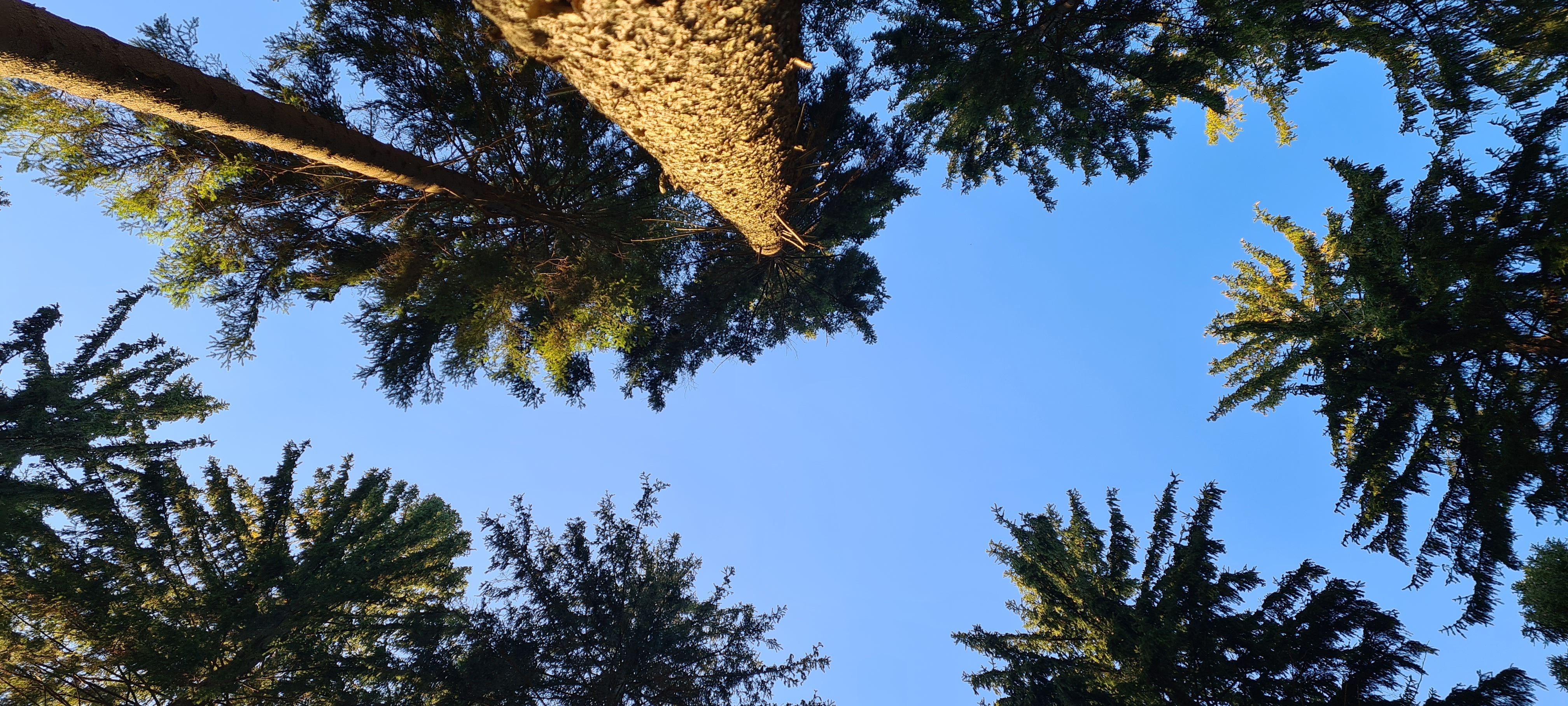 Julia (juliajulia.lens) Lens social identity (.lens handle) PFP