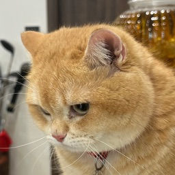 Lê Bá Quyền (lanhbangphong.lens) Lens social identity (.lens handle) PFP