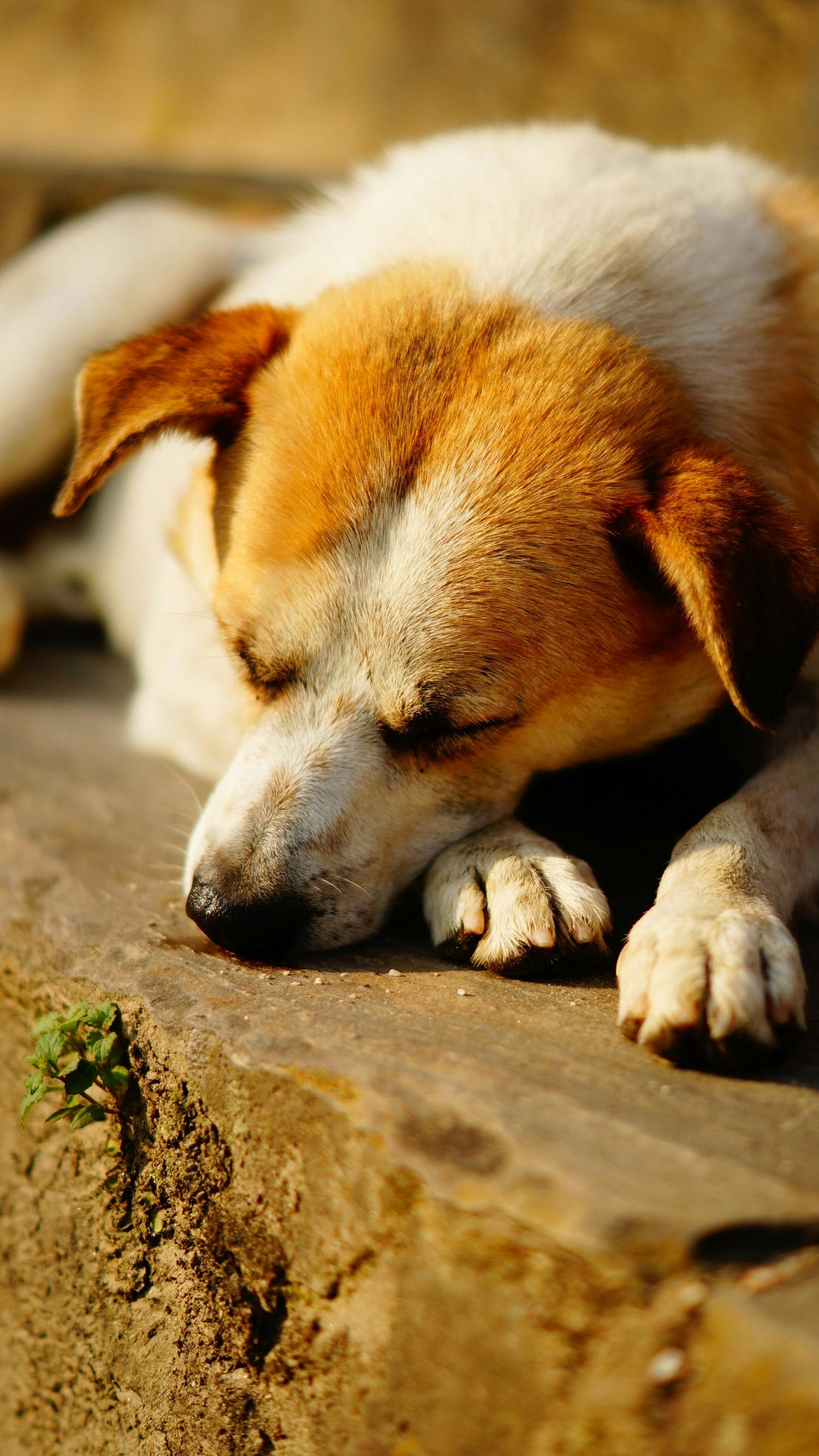 saxon (rfvhygu.lens) Lens social identity (.lens handle) PFP