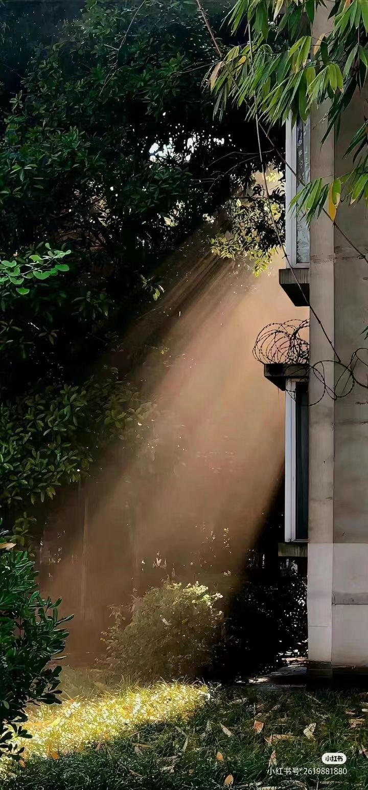 peel6 (peel6.lens) Lens social identity (.lens handle) PFP