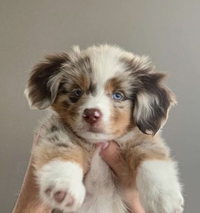 MLianying54381 (mlianying54381.lens) Lens social identity (.lens handle) PFP