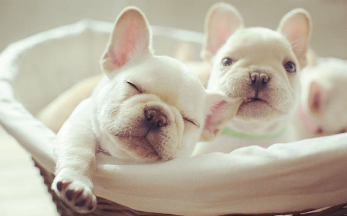 cherish.lens Lens social identity (.lens handle) PFP