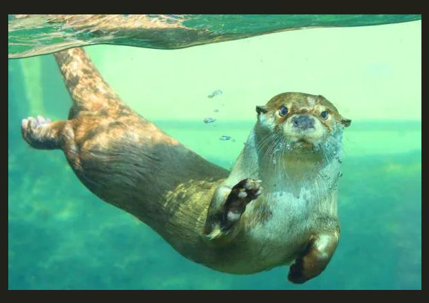 Cryptosnow (cryptosnow23.lens) Lens social identity (.lens handle) PFP