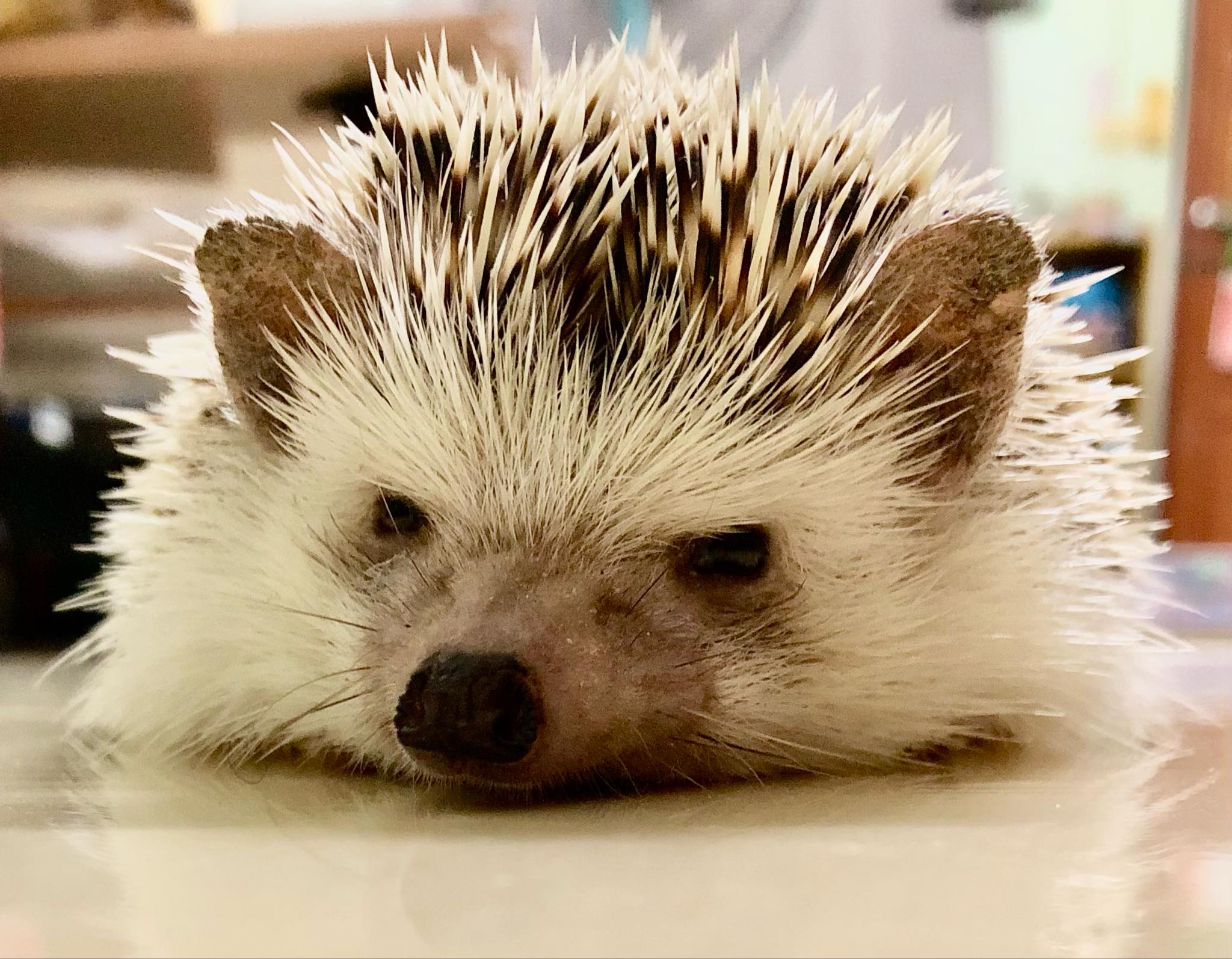 Toksy36 (toksy36.lens) Lens social identity (.lens handle) PFP