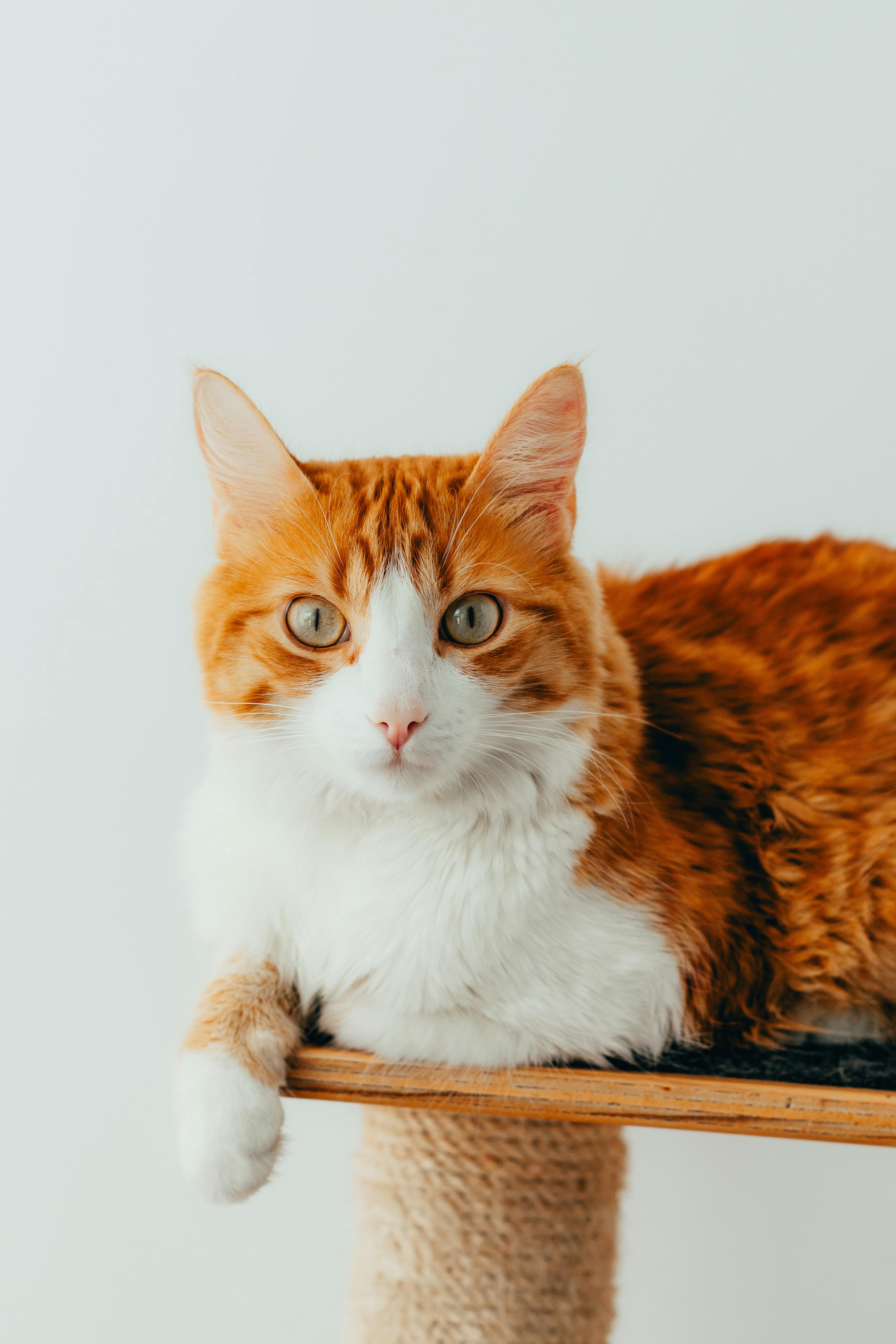 ivan (saggghj.lens) Lens social identity (.lens handle) PFP