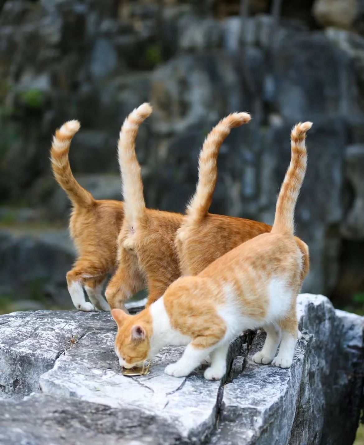 UOVZT3k (uovzt3k.lens) Lens social identity (.lens handle) PFP