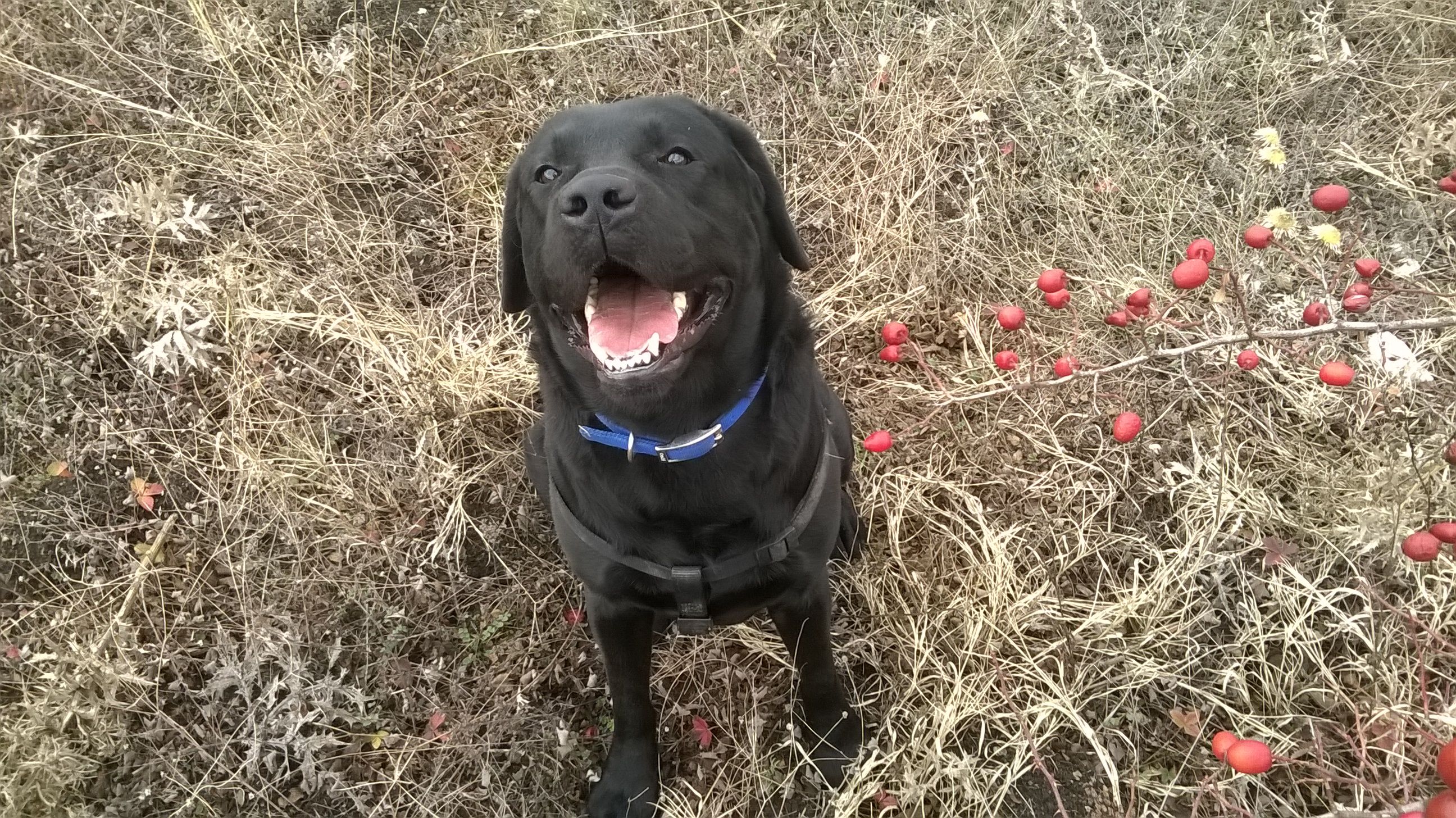 dkalisto.lens Lens social identity (.lens handle) PFP