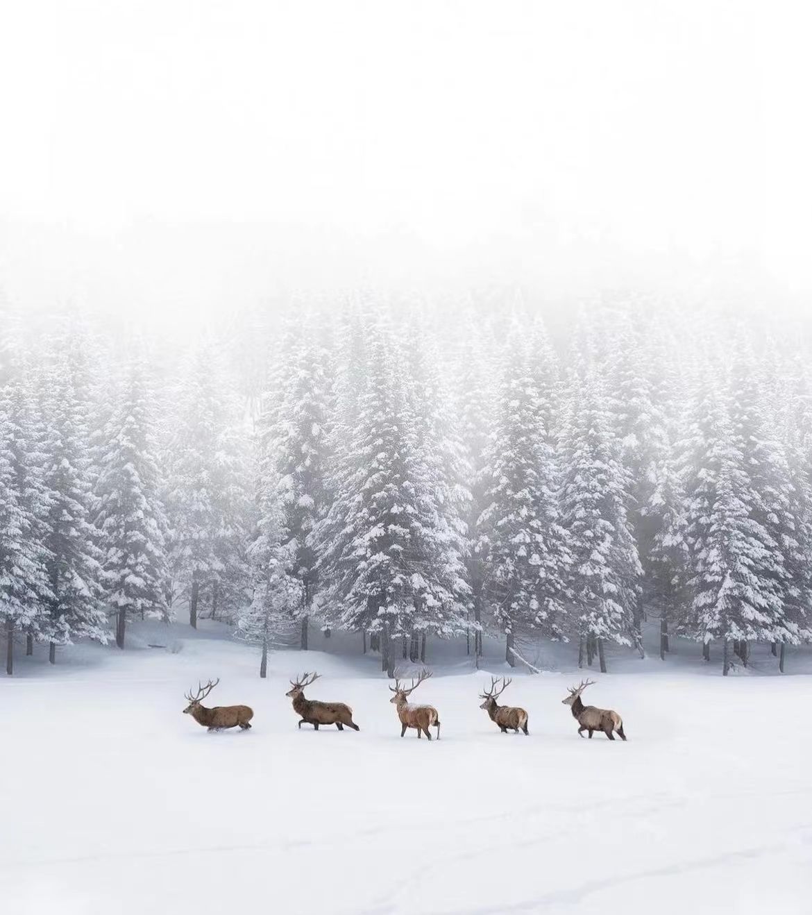 YoCrNEB (yocrneb.lens) Lens social identity (.lens handle) PFP