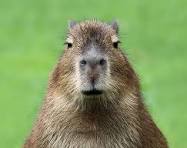 discosuperstar (discosuperstar.lens) Lens social identity (.lens handle) PFP