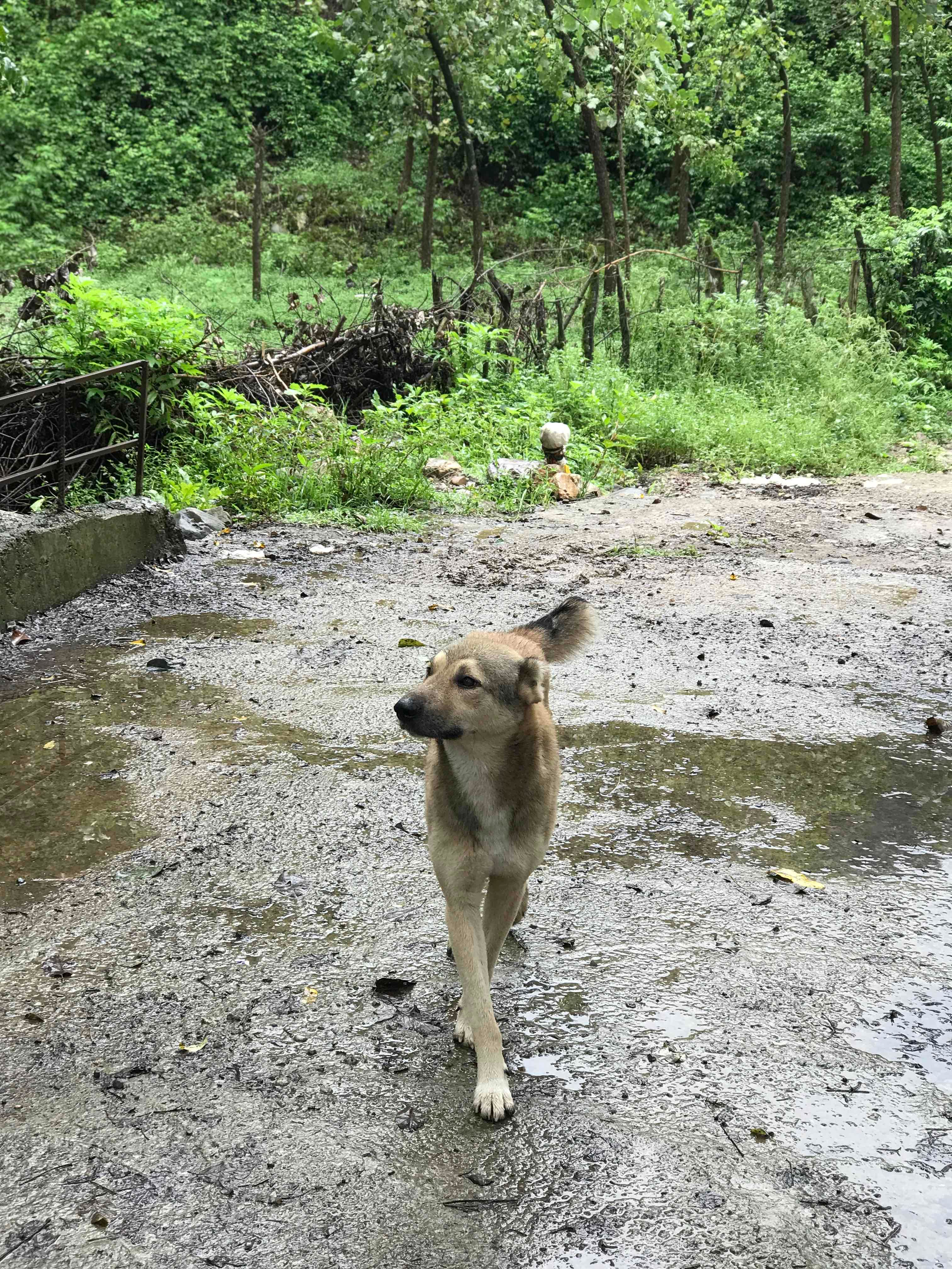 Cute dog in jungle 🐶