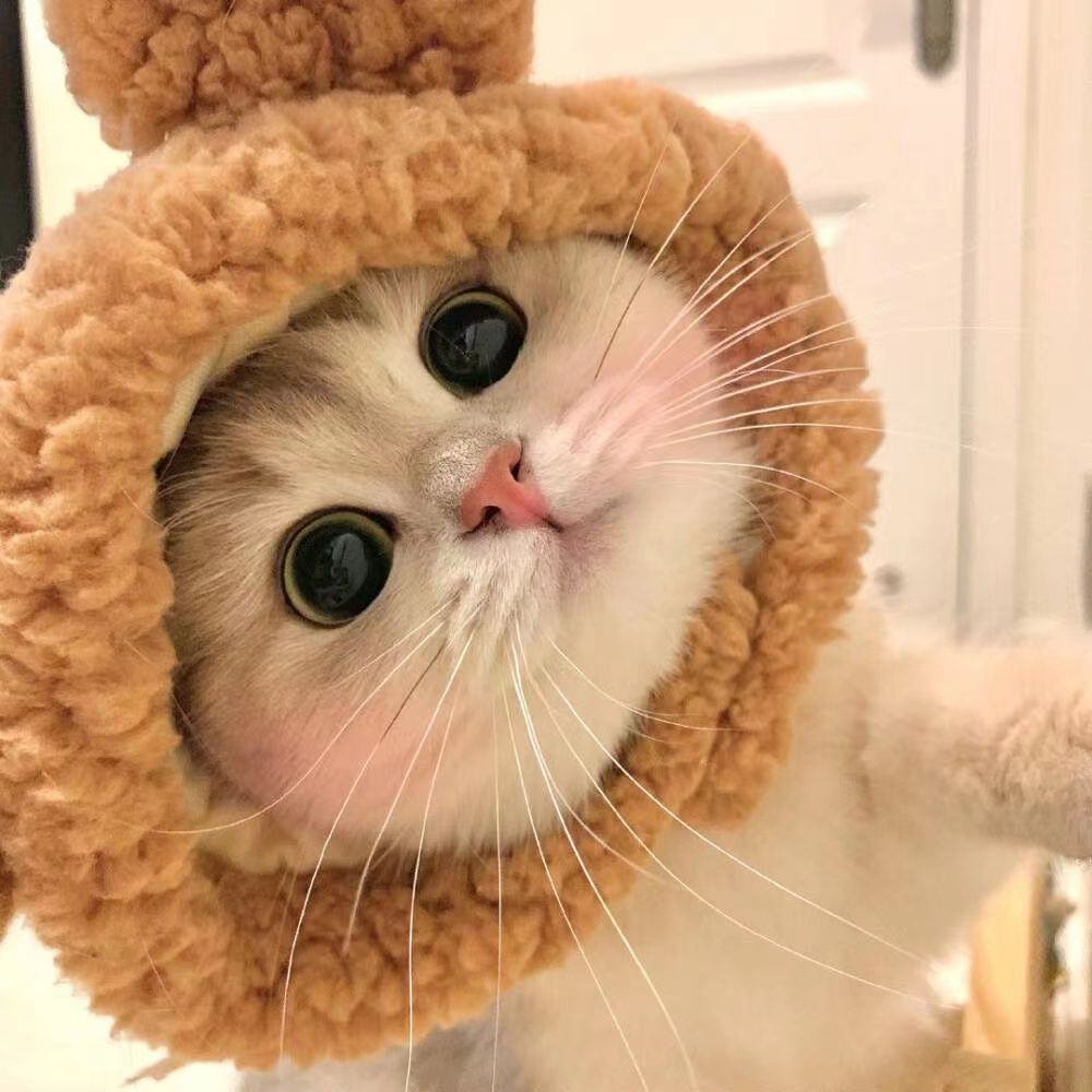 pandddda (baby2022.lens) Lens social identity (.lens handle) PFP