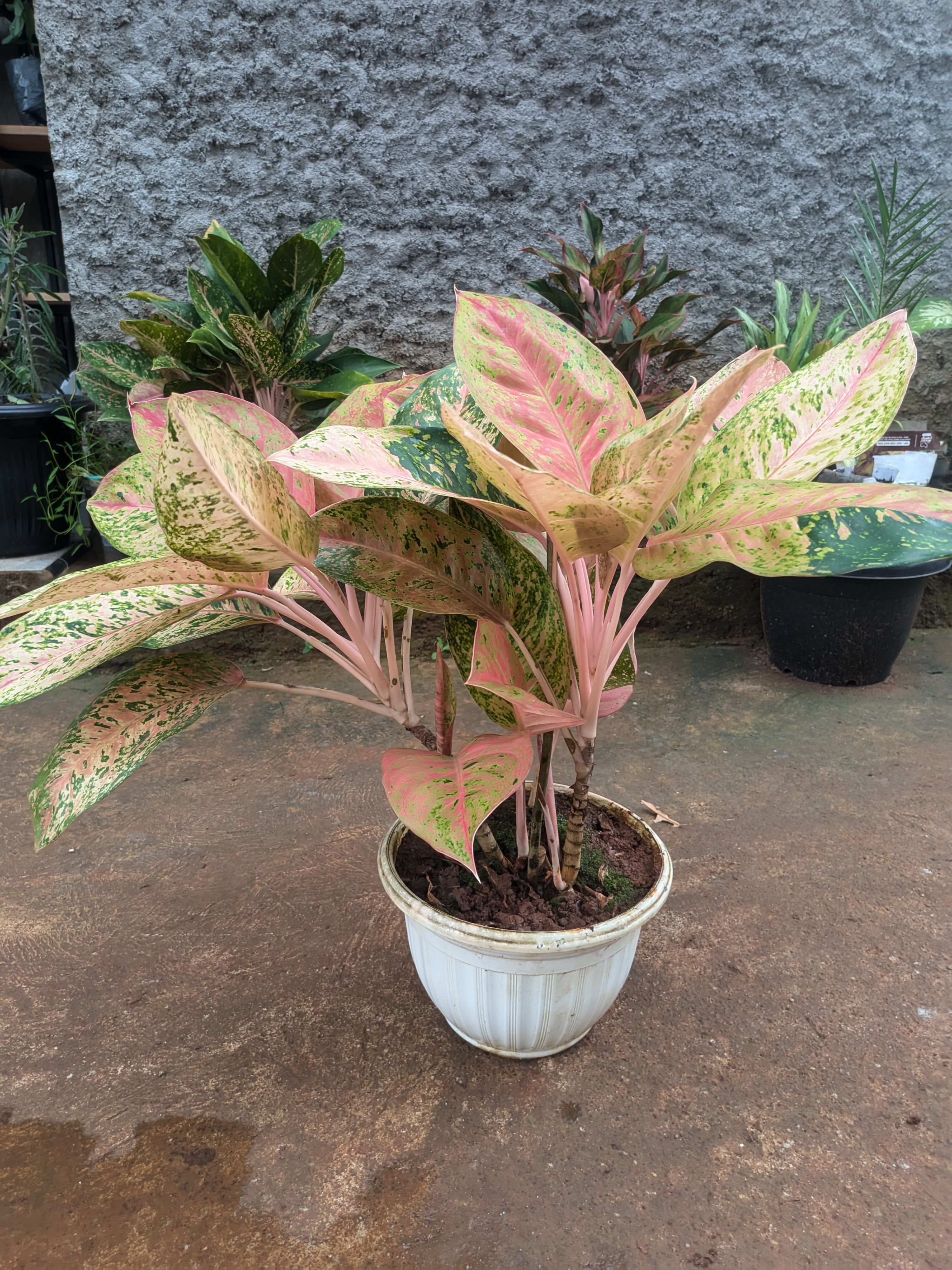 Twotworial (gfdwgs.lens) Lens social identity (.lens handle) PFP