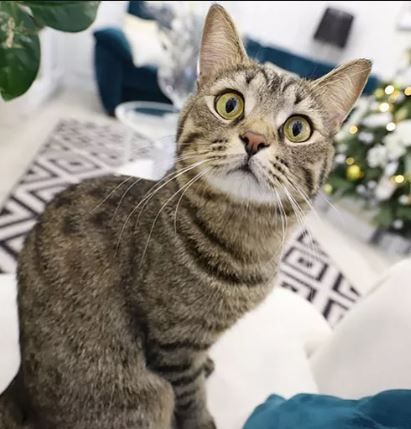 nosikoa (nosikoa.lens) Lens social identity (.lens handle) PFP