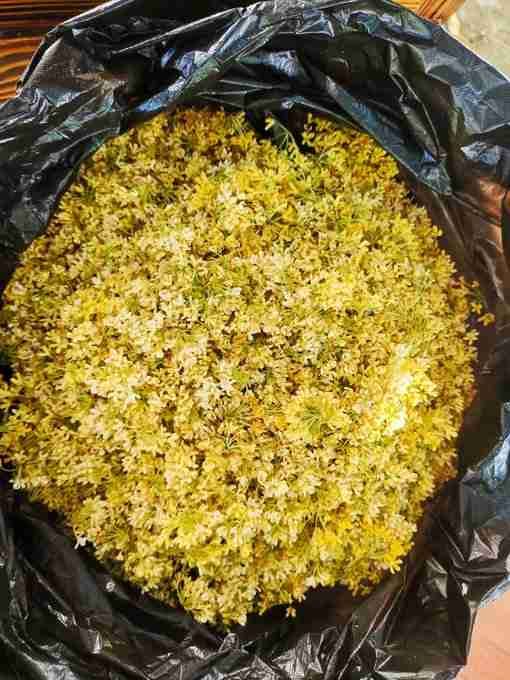 Can you use osmanthus for cooking and wine?你会用桂花来做菜和酒吗？