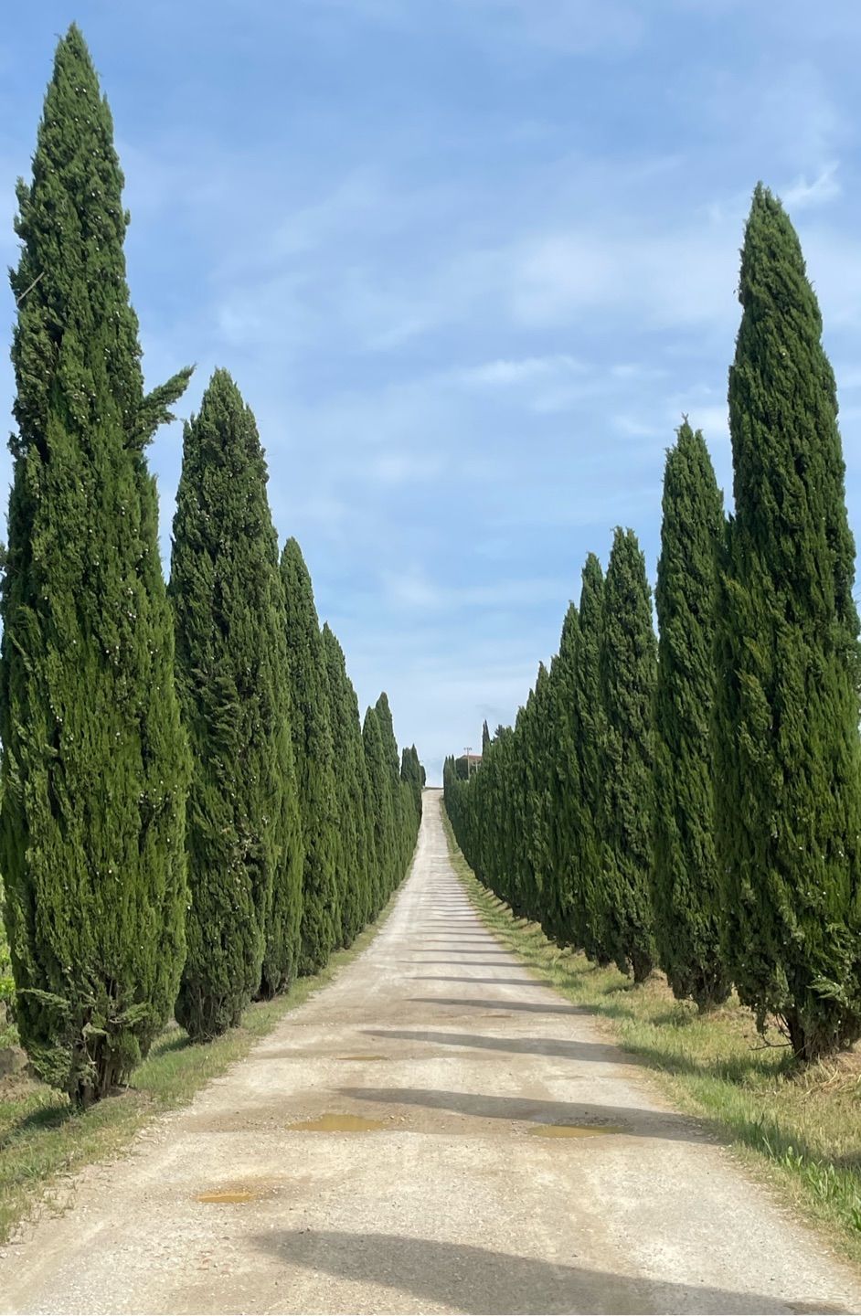 This photo was taken on a cypress tree road in Tuscany, Italy in June of this year :)