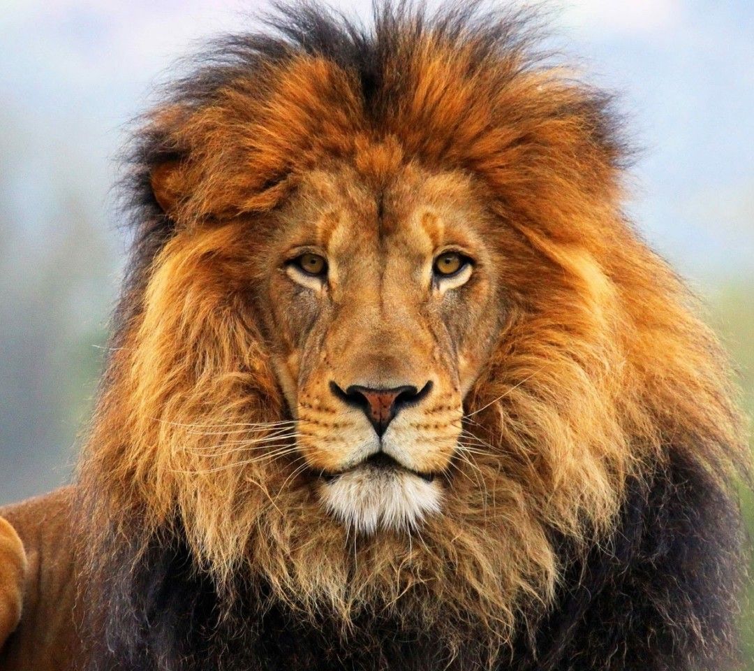 Leone (lorenz789.lens) Lens social identity (.lens handle) PFP