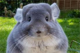 masei (masei.lens) Lens social identity (.lens handle) PFP