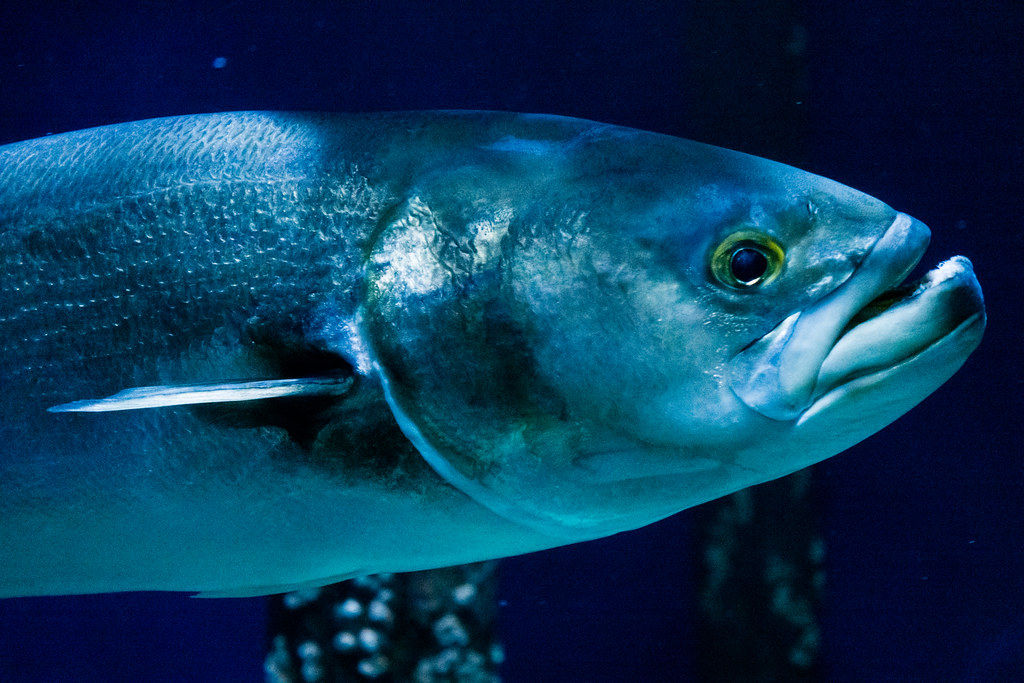 Bluefish (bluefish.lens) Lens social identity (.lens handle) PFP
