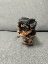 carlosaveia43 (carlosaveia43.lens) Lens social identity (.lens handle) PFP