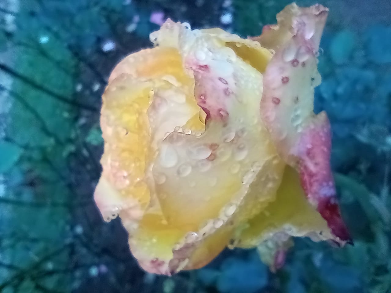 Pradeep Nil Nuwan (pradeepnil.lens) Lens social identity (.lens handle) PFP