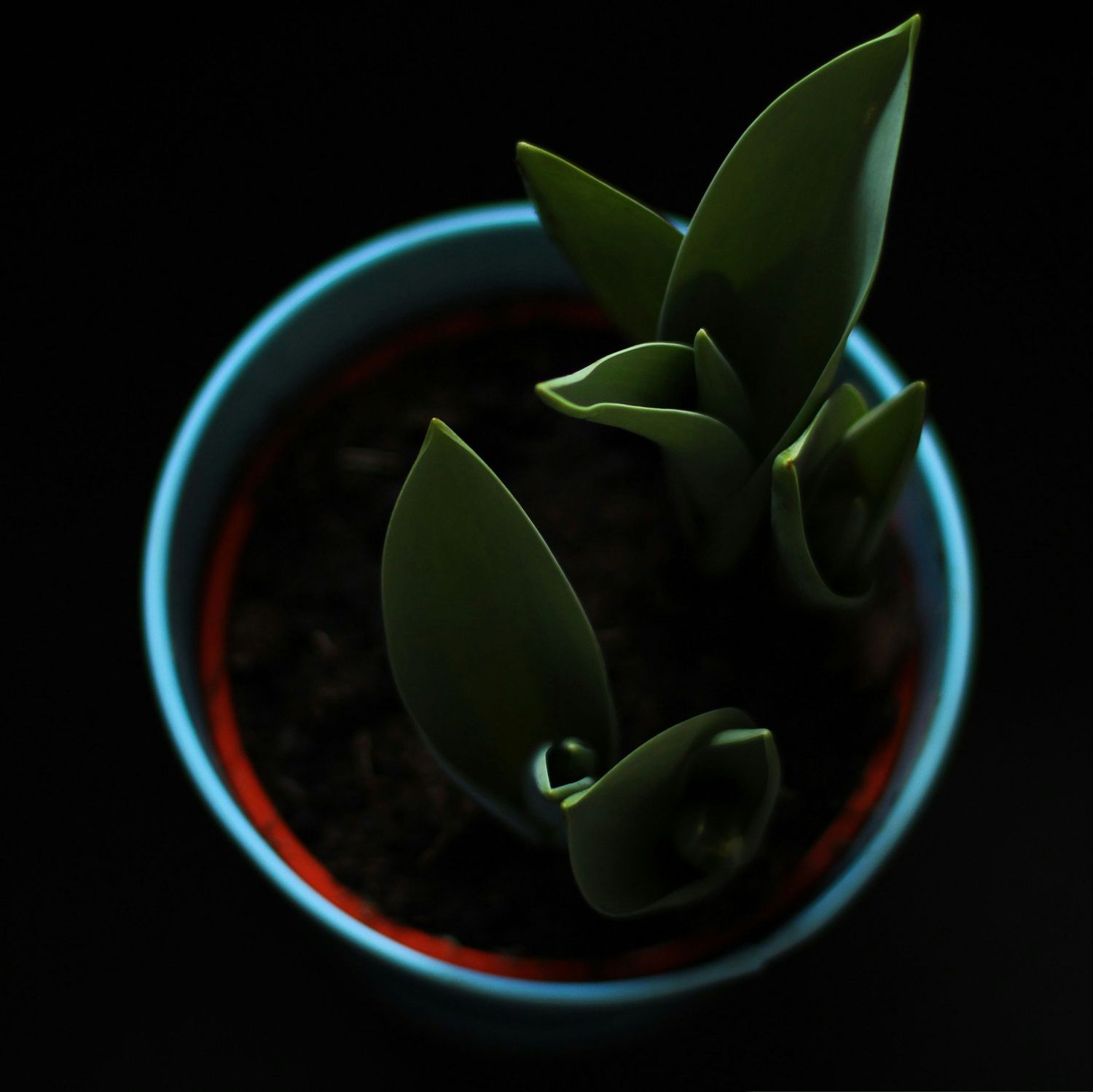 Sprint's Lens avatar