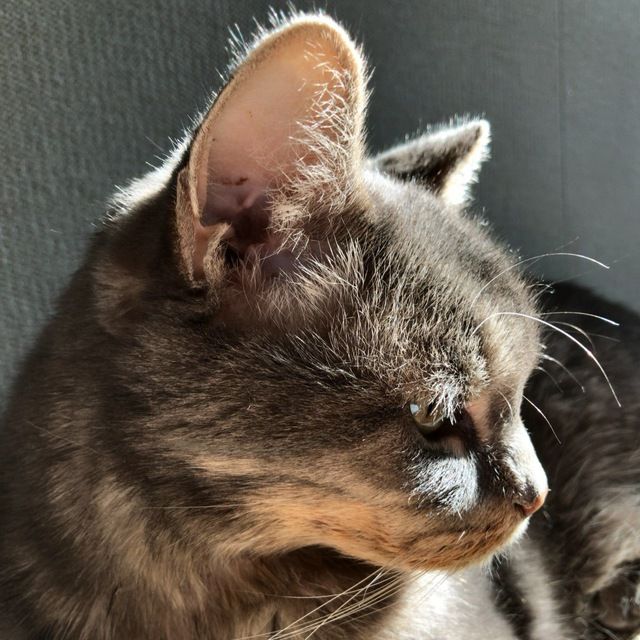 Paulie (paulcorey.lens) Lens social identity (.lens handle) PFP