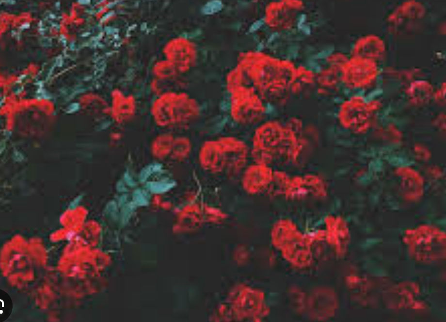 Kanye (yeezyshoes.lens) Lens social identity (.lens handle) PFP