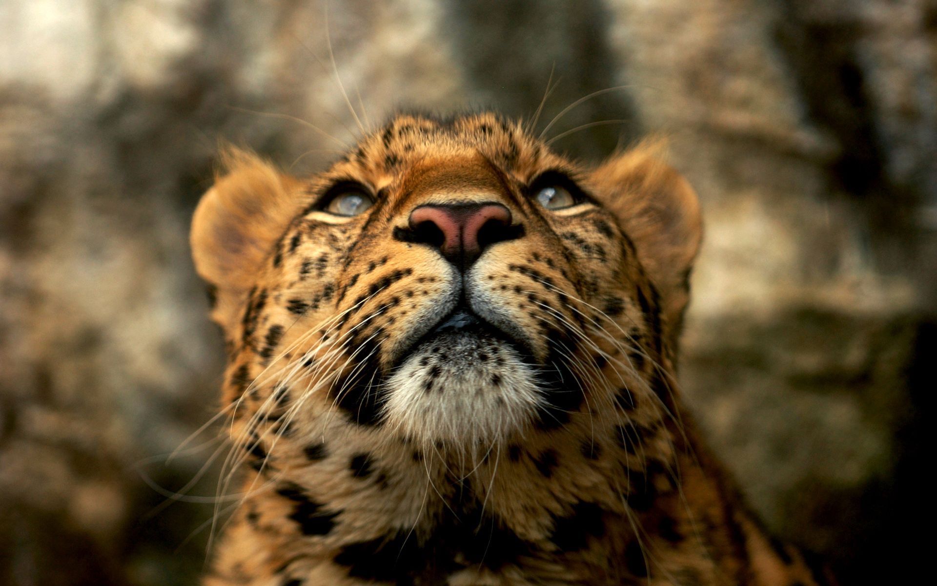 Katrin (zhirafa.lens) Lens social identity (.lens handle) PFP